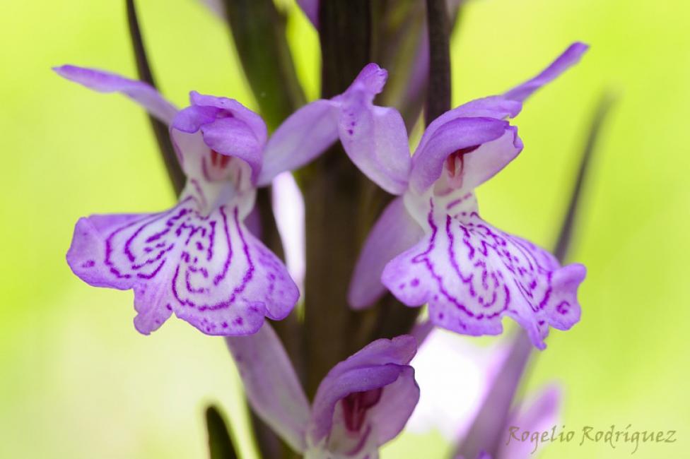 Imagen 26 de la galería de Orquideas